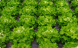 Huerta de lechugas