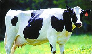 Foto de una vaca