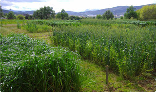 Plantación