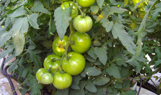 Planta de tomate