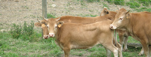 Vacas en un campo
