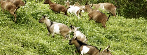 Cabras en un campo