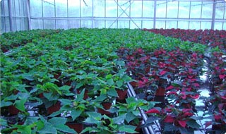 Vivero de plantas