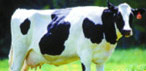 Foto de una vaca