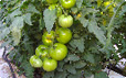 Planta de tomate