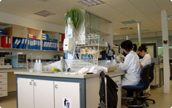 Trabajando en el laboratorio