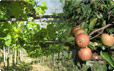 Manzanos