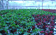 Vivero de plantas